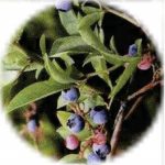 blueberry1